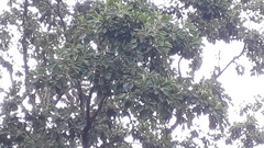 Terminalia bellirica