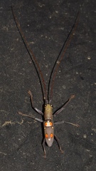 Olenecamptus bilobus