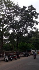 Terminalia bellirica