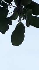 Terminalia bellirica