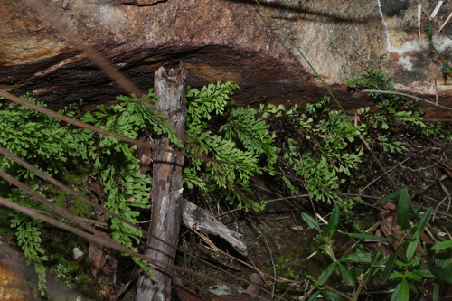 Image of Lindsaea microphylla by (c) Greg Tasney, some rights reserved (CC BY-SA)