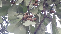 Terminalia bellirica
