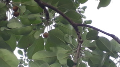 Terminalia bellirica