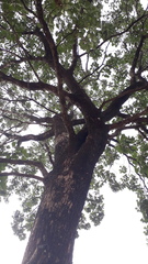 Terminalia bellirica