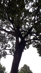 Terminalia bellirica