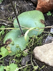 Holothrix parviflora