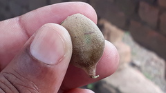 Terminalia bellirica