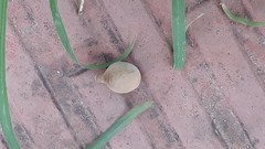 Terminalia bellirica