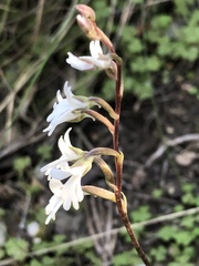 Holothrix parviflora