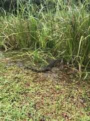 Varanus salvator salvator