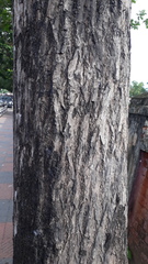 Terminalia bellirica