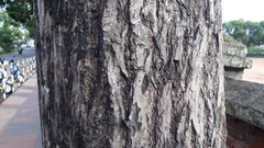 Terminalia bellirica