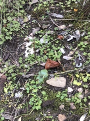 Holothrix parviflora