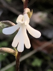 Holothrix parviflora