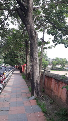 Terminalia bellirica