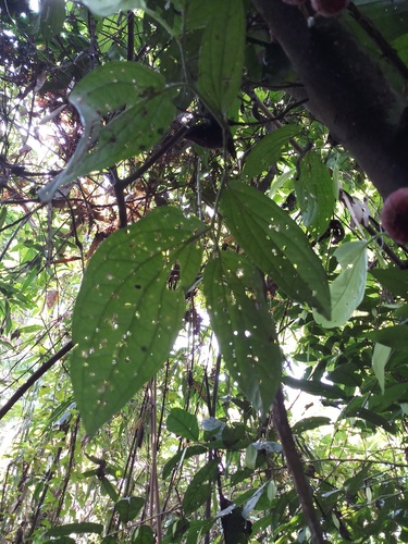 Ficus auriculata
