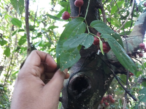 Ficus auriculata