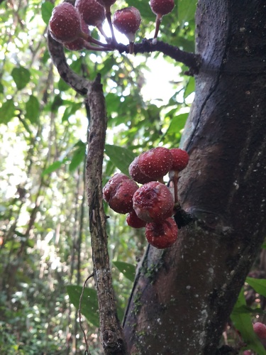 Ficus auriculata