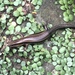 Far Eastern Skink - Photo (c) Matthew Ian McKim Louder, some rights reserved (CC BY-NC), uploaded by Matthew Ian McKim Louder