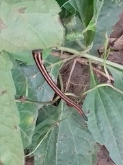 Haemadipsa ornata