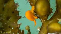Cystiscus minutissimus