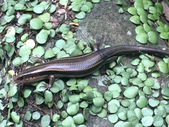 Plestiodon latiscutatus