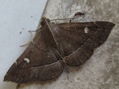 Cidariplura gladiata