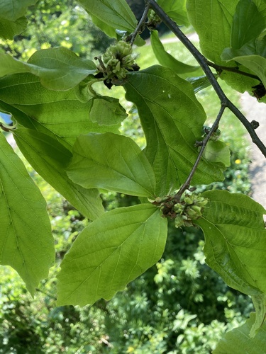 Parrotia persica, photograph 5