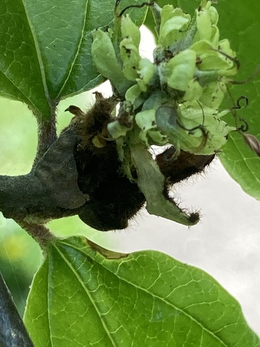 Parrotia persica, photograph 6