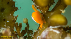 Cystiscus minutissimus