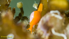 Cystiscus minutissimus