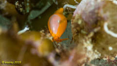 Cystiscus minutissimus