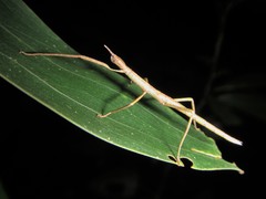 Acrophylla wuelfingi