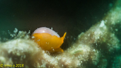 Cystiscus minutissimus