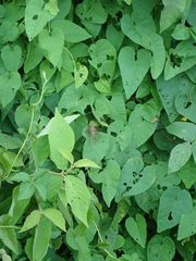 Cardiodactylus guttulus