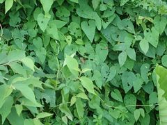 Cardiodactylus guttulus