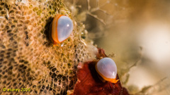 Cystiscus minutissimus