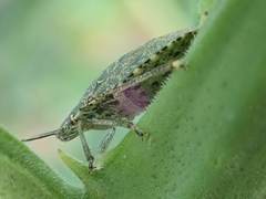 Cappaea taprobanensis