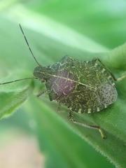 Cappaea taprobanensis