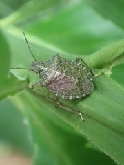 Cappaea taprobanensis