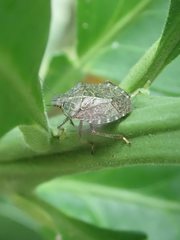 Cappaea taprobanensis