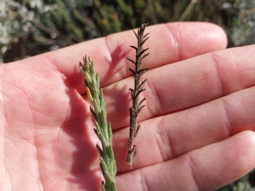 Image of Thesium pubescens by (c) De Waal Hugo, some rights reserved (CC BY)