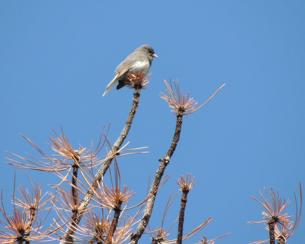 Dark-eyed Junco (White-winged)