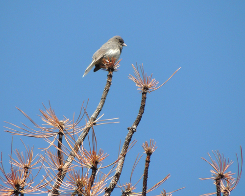 White-winged Junco photographed in South Dakota