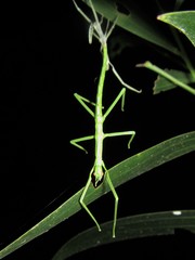 Acrophylla wuelfingi