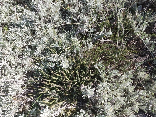 Image of Downy Rootthug (Thesium pubescens) by (c) De Waal Hugo, some rights reserved (CC BY)