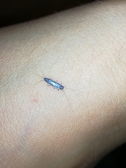 Ctenolepisma lineatum