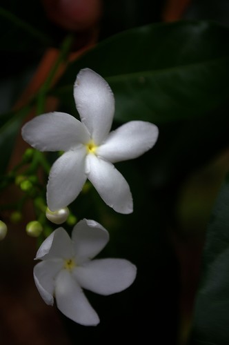 Tabernaemontana divaricata