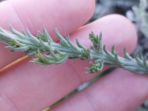 Image of Thesium pubescens by (c) De Waal Hugo, some rights reserved (CC BY)