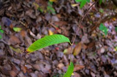 Annona reticulata